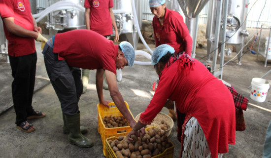 गाउँमै उद्योग थापना भएपछि किबी उत्पादन गर्ने किसानलाई राहत