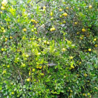 फलेवास–लुङ्खु सडक : कालोपत्रे दुई महिना टिकेन