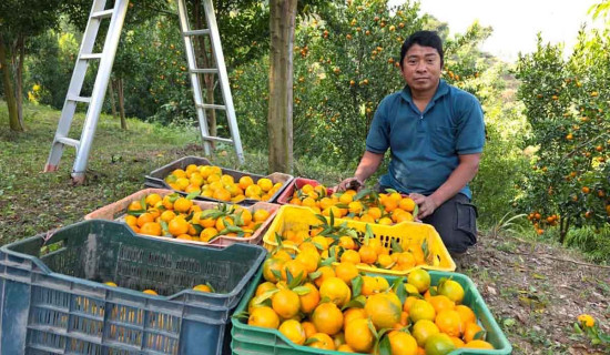 सुन्तला खेतीमा किसानको आकर्षण