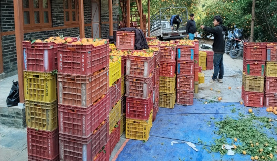 एउटै टोलबाट डेढ करोडको सुन्तला बिक्री