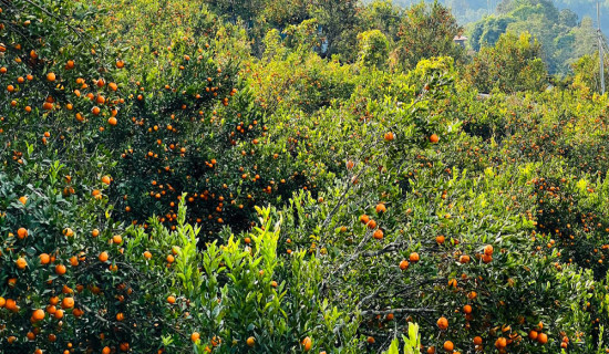 भैलो खेलेर ‘पाटीभात’ खाने चलन