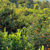 भैलो खेलेर ‘पाटीभात’ खाने चलन