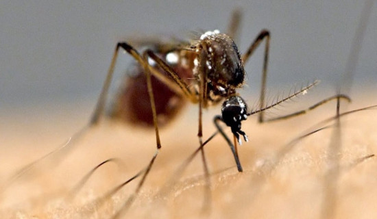 जापानिज इन्सेफ्लाइटिस्बाट यस वर्ष ३५ जनाको मृत्यु