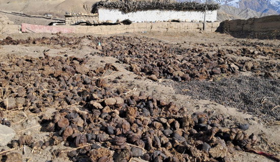 माथिल्लो मुस्ताङमा जाडो थेग्न गुइँठाको भर