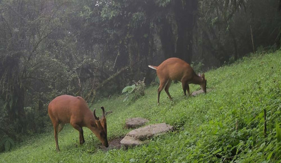 क्यामरा जडानपछि चोरीसिकारी नियन्त्रण