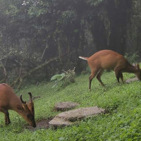 एम्बुलेन्सबाट ब्राउन सुगर बरामद