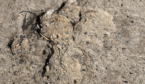 क्रिकेट खेलाडी धामी बिज एजुकेशनका ब्रान्ड एम्बासडर