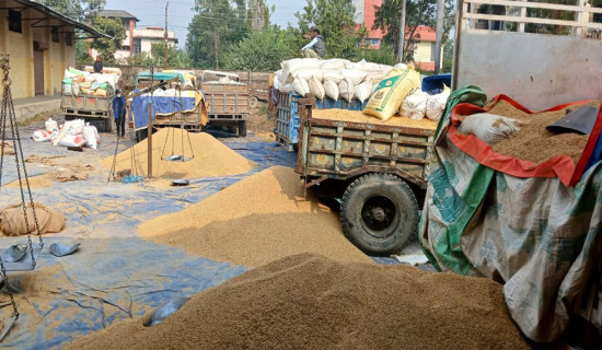 बाँकेमा धान खरिदको कोटा पूरा, सात करोड बढीको धान खरिद