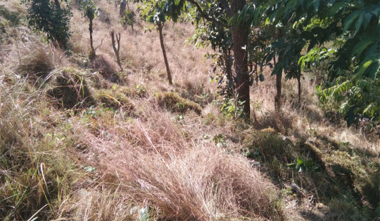 हिउँद सुरु भएसँगै खर काट्ने चटारो