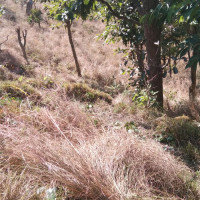 निर्वाचनमा दलीय उत्साह