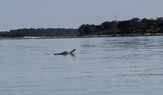 नारायणीमा देखिन थाले डल्फिन