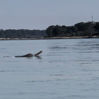 परराष्ट्रमन्त्री डा राणा आज स्वदेश फर्कदै