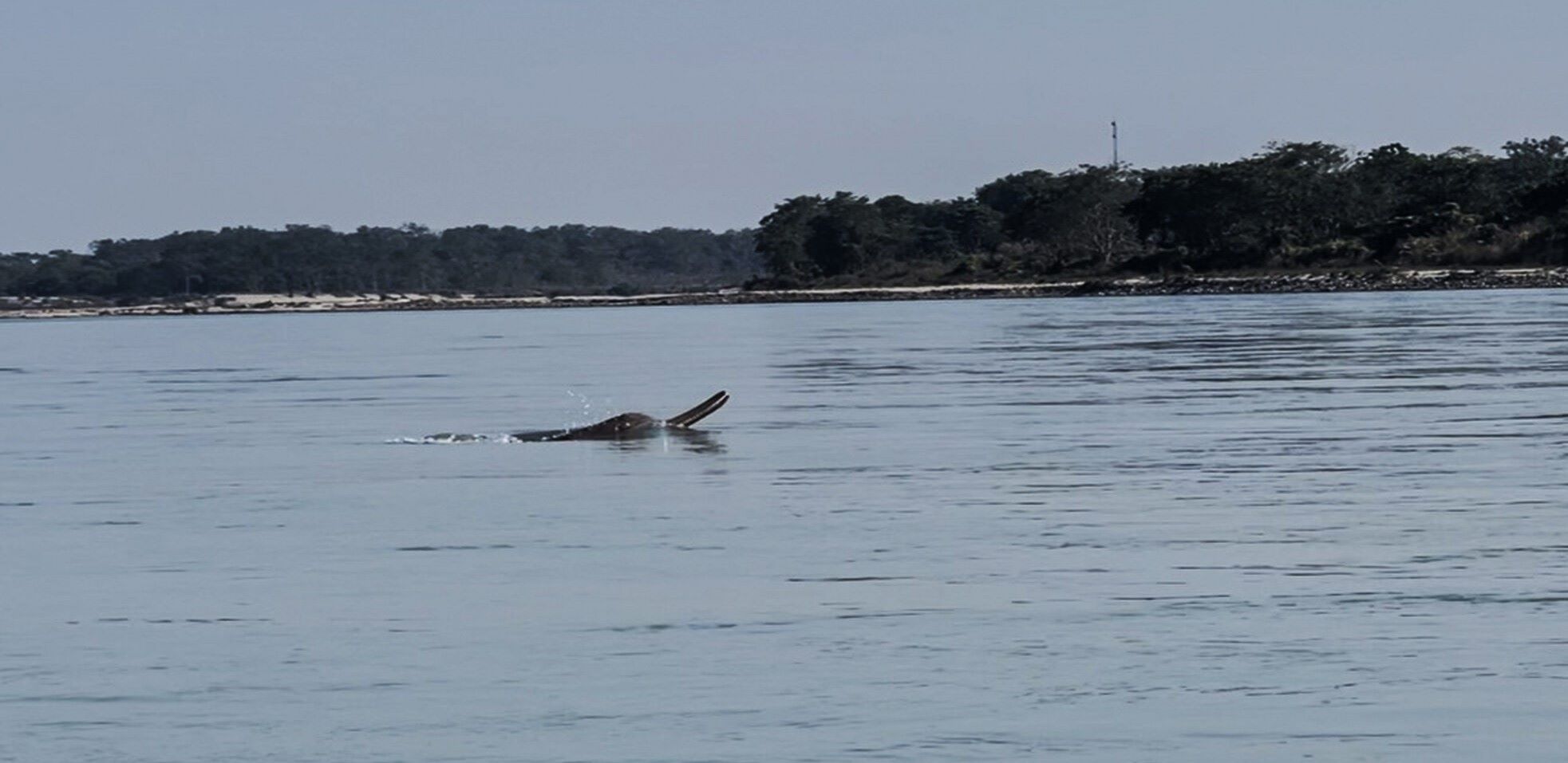 नारायणीमा देखिन थाले डल्फिन