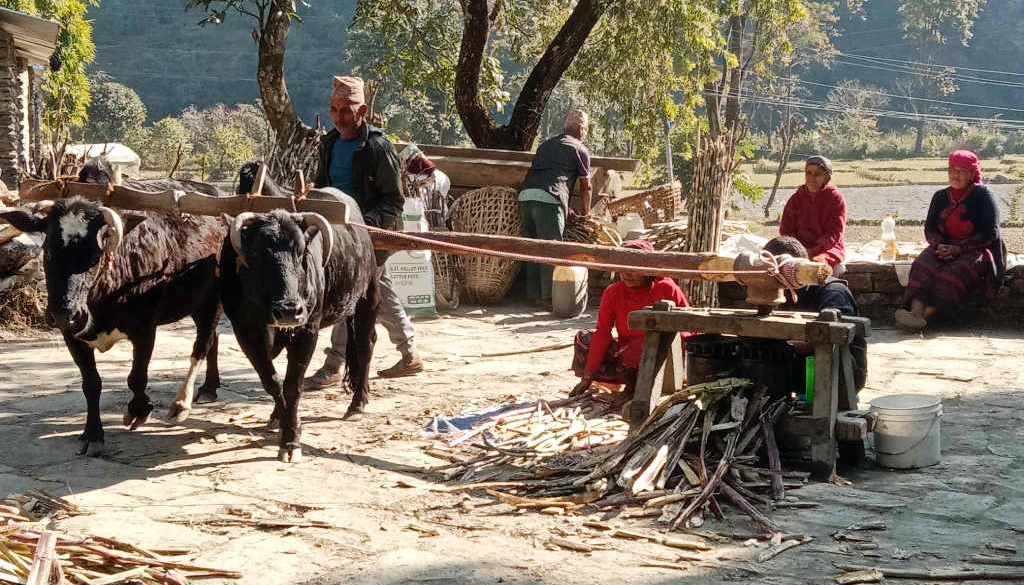 परम्परागत कोलबाट पेलिदै उखु