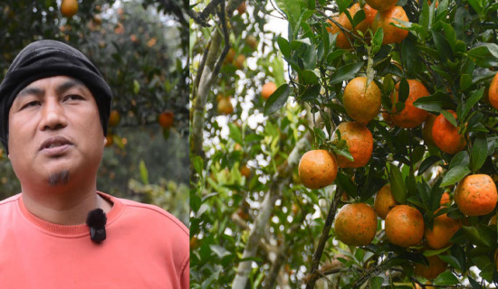 भिरालो जग्गामा सुन्तलाखेती, वार्षिक १६ लाख आम्दानी