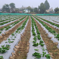 पौडी खेल्ले क्रममा कालीगण्डकीमा बेपत्ता भएकाको खोजी जारी