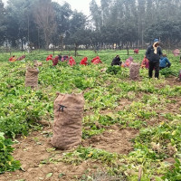 महोत्तरी ३ मा लोसपाका अध्यक्ष ठाकुर विजयी