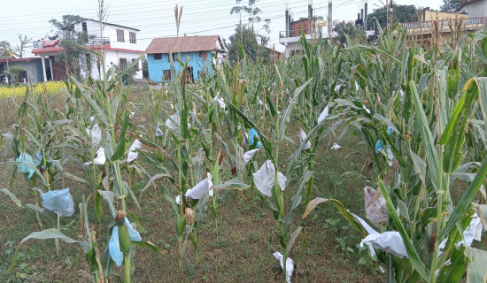 सत्ता साझेदार शीर्ष नेता एकमत