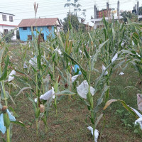 बढाऔँ बालबालिकामा लगानी