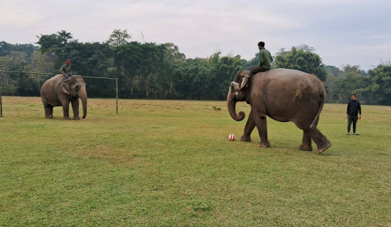 ‘हात्तीलाई  दौडाउदा यातना होइन व्यायाम हुन्छ’