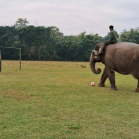 ताप्लेजुङका स्थानीय तह याक प्रवर्धनमा जुट्दै
