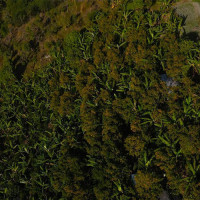 औषधी पसल अनुगमनमा गएका कर्मचारी कुटिए