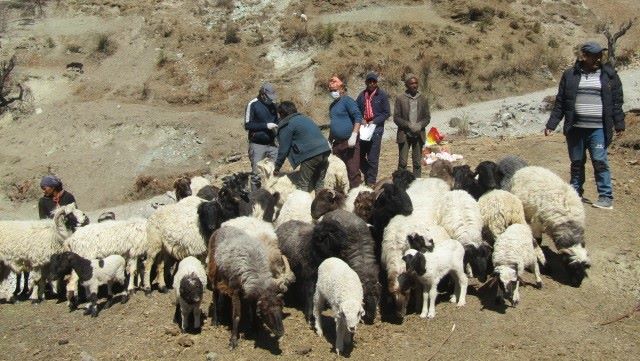 भेडापालक किसानलाई अनुदान