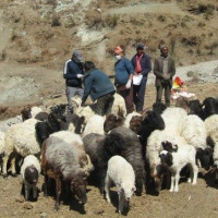 १५ वर्षसम्म पनि बनेन लम्सुवाघाट पक्की  पुल