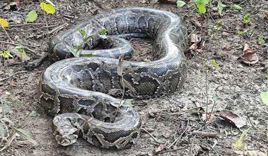 मनास्लु आरोहणको वैकल्पिक मार्ग खोजी