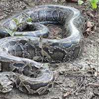 आज विश्व निमोनिया दिवसः रोकथाम र सशक्त स्वास्थ्य प्रणालीमा जोड