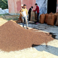 फ्रोजन फ्रेन्च फ्राइज अमेरिका निर्यात