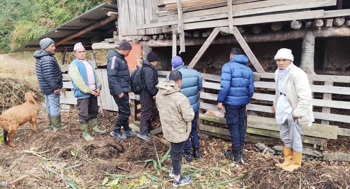 ताप्लेजुङमा रोकिएन भालुको आतङ्क