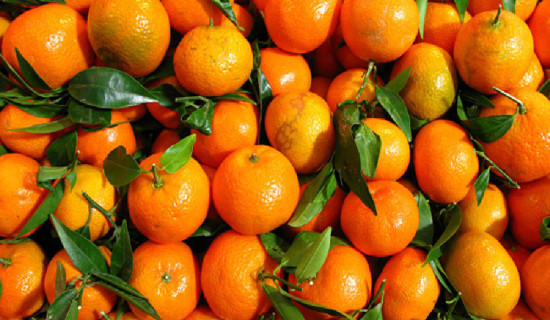 मुग्लिनमा आजदेखि सुन्तला महोत्सव