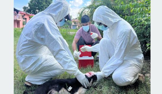 सुदूरपश्चिममा रेबिज सङ्क्रमणको चुनौती बढ्दो