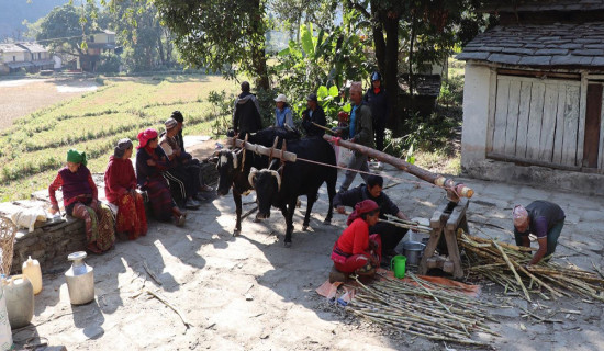 निरन्तर चल्दै छ कोलमा उखु पेल्ने चलन