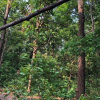 नेपाललाई चौथो विकेटकाे सफलता