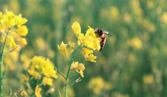 वनमन्त्री चौलागाईंद्वारा एनटिएनसीको संरक्षण प्रयासको प्रशंसा