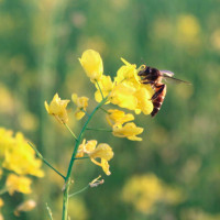 बाढीले पुस्तक बगायो, स्कुल डुबायो पढ्ने कसरी ?