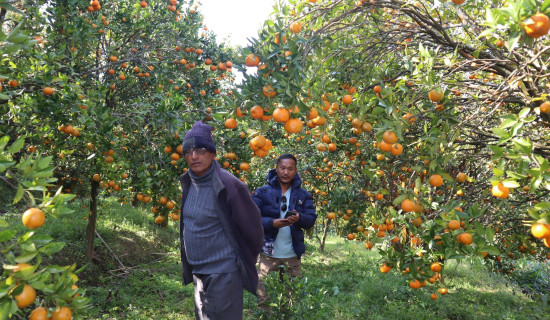 सुन्तलाले अड्यायो किसानको मन