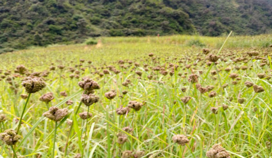 यस्तो छ आजका लागि कृषिउपजको थोक मूल्य