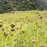विज्ञ भन्नुहुन्छ, ‘बाघ समृद्धिको आधार बन्न सक्छ’