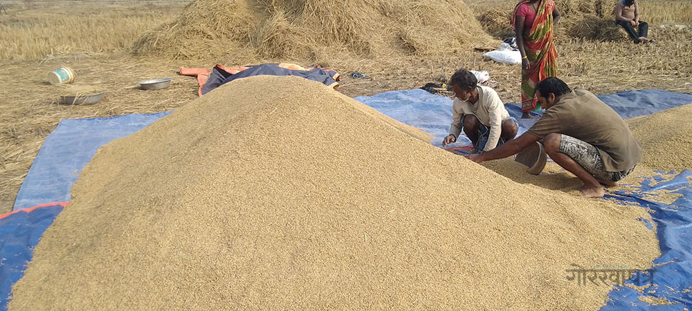 बागमती प्रदेशमा धान उत्पादन वृद्धि
