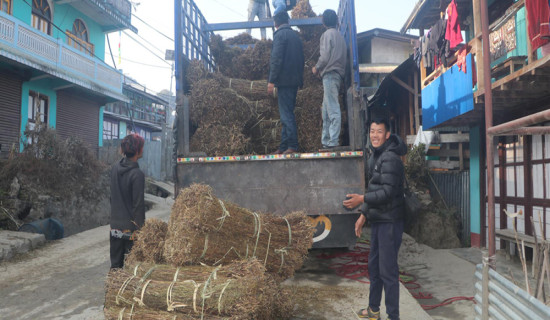 चिराइतो बिक्री नहुँदा किसान चिन्तित