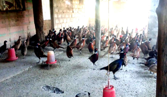 कालिज पालनबाट वार्षिक ३० लाखको कारोबार