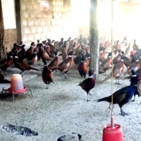 एसइईमा अनियमितता : दुई जना पक्राउ, निरीक्षक निष्कासित