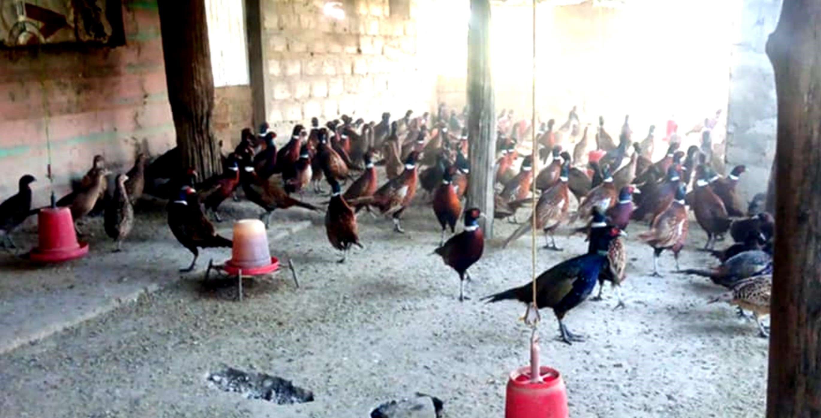 कालिज पालनबाट वार्षिक ३० लाखको कारोबार