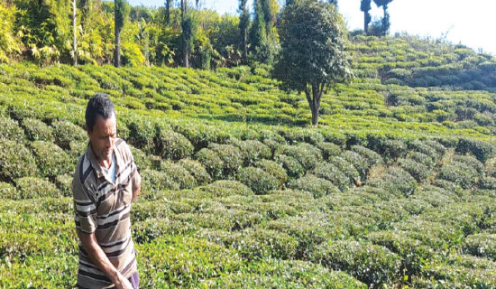 स्याङ्जामा दुई लाख पचास हजार मतदाता