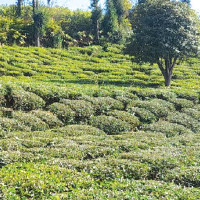 ट्याक्टरमा मोटरसाइकल ठोक्किँदा दुईको मृत्यु