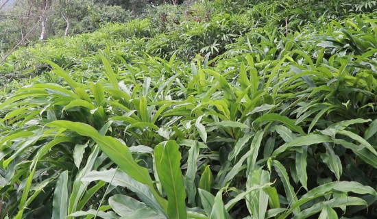 लिम्बू र मैथिली भाषालाई कामकाजको भाषा बनाउन जोड