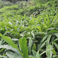 फास्ट ट्र्याक निर्माणमा विद्युत् आपूर्ति सहज गरिने